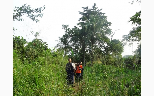 ΠΕΝΤΗΚΟΣΤΗ ΣΤΗ ΓΗ ΤΩΝ ΠΥΓΜΑΙΩΝ (Β' Μέρος)